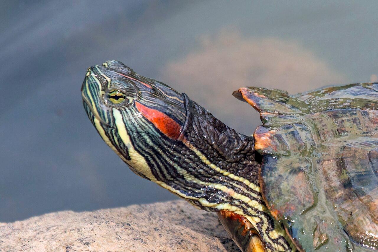 Red-eared slider turtle basking on a platform.
