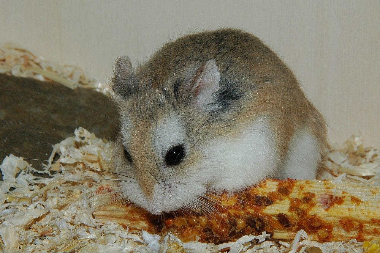 Tiny sandy-coloured dwarf hamster nibbling a treat on wood shavings.