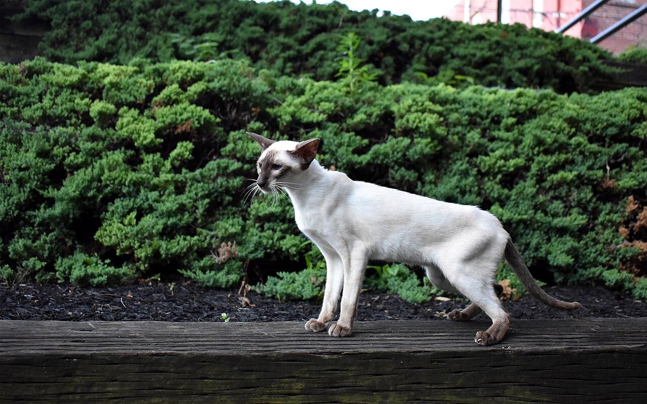 Seal-point Siamese cat with striking blue eyes.