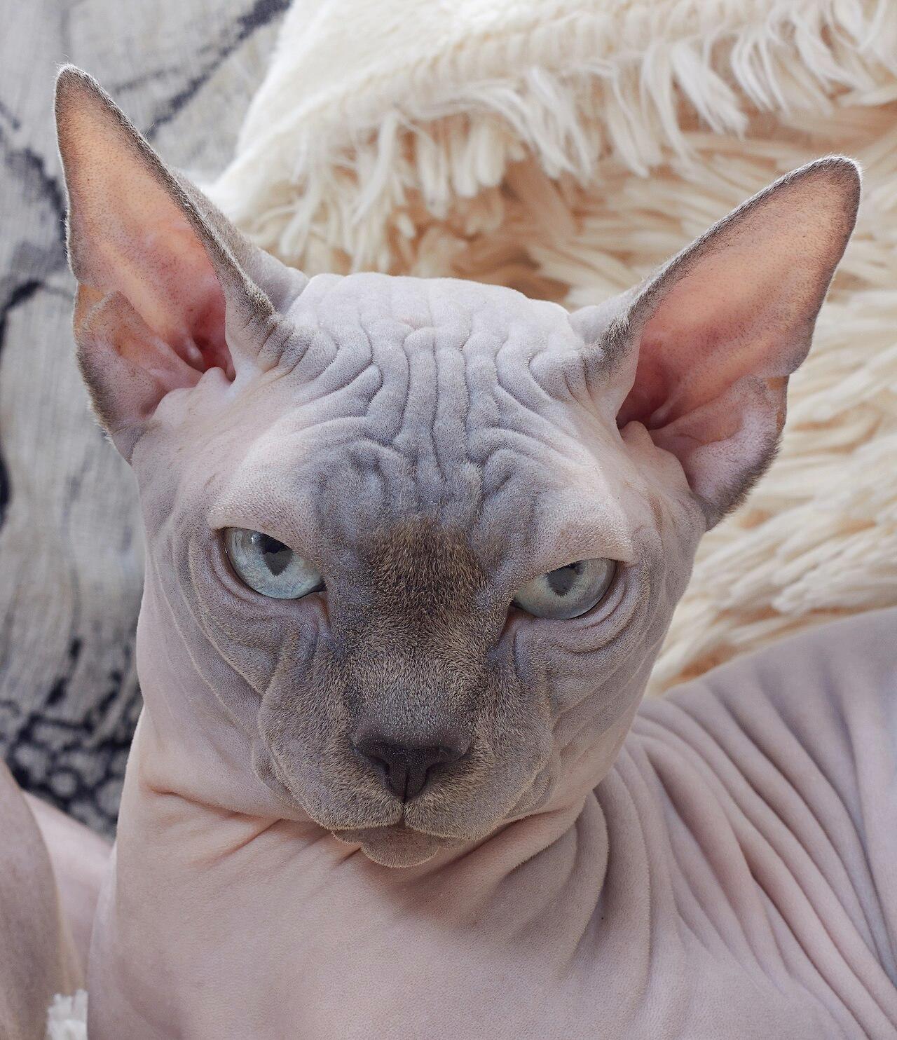 Close-up of a wrinkled hairless Sphynx cat with blue eyes.