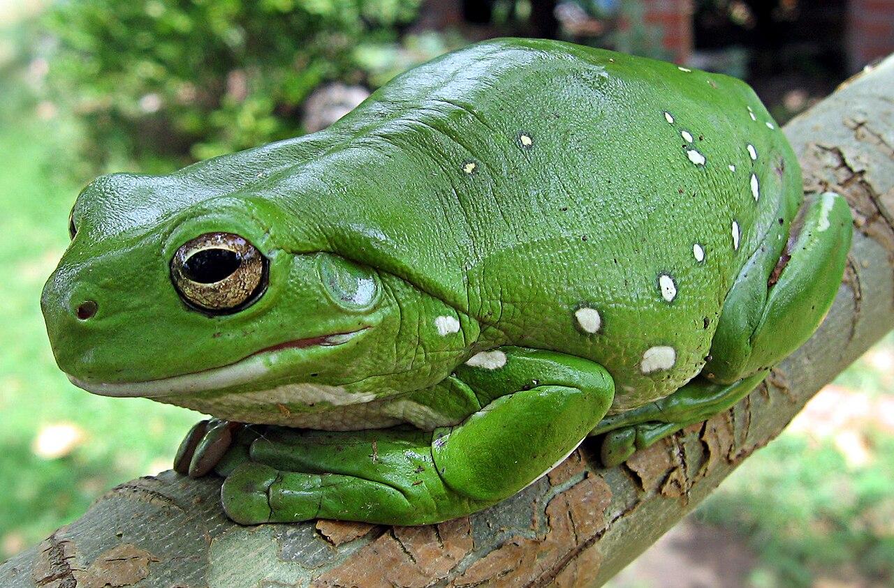 Green White’s tree frog resting on a branch.