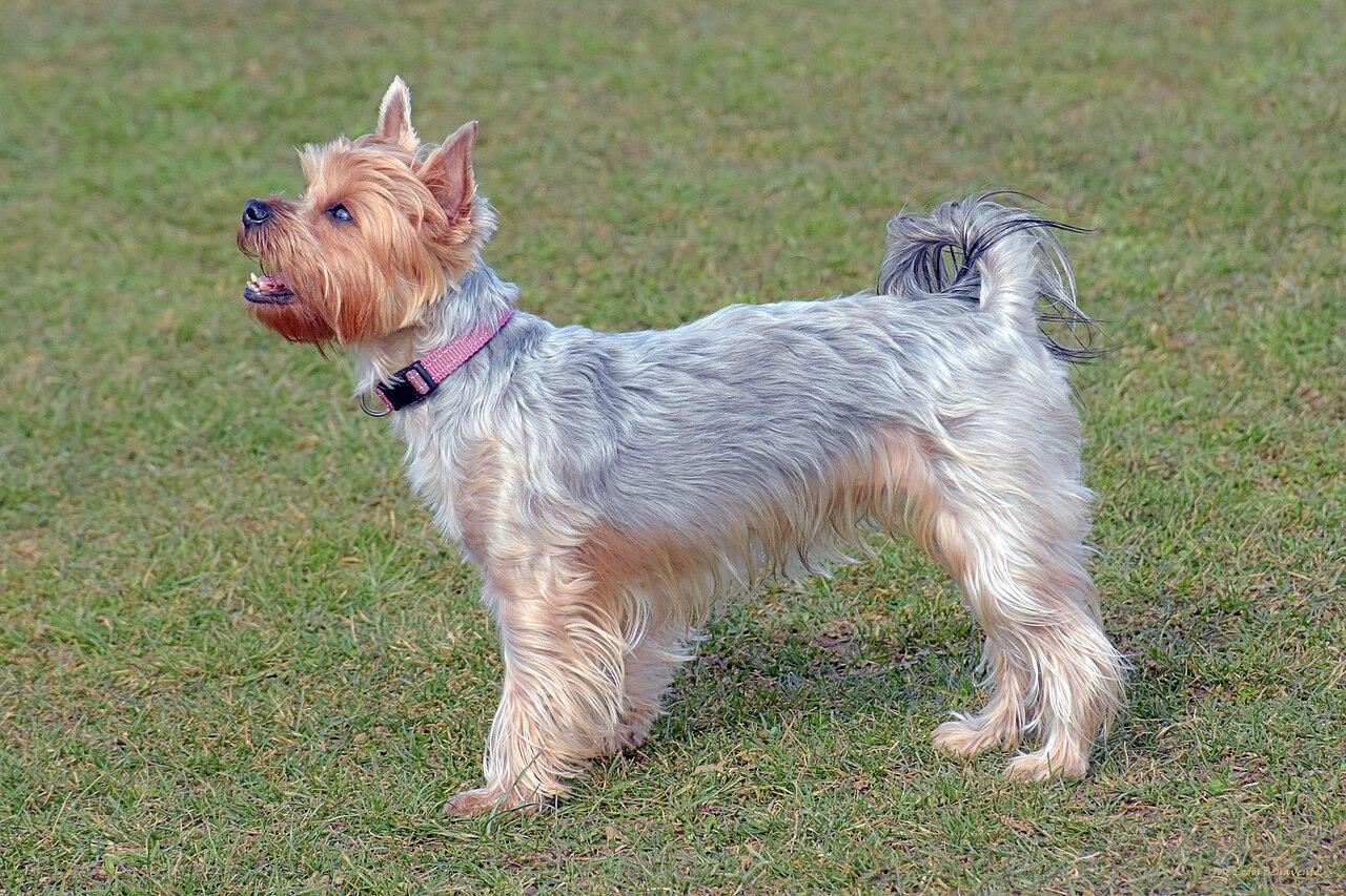 Yorkshire Terrier standing in grass.