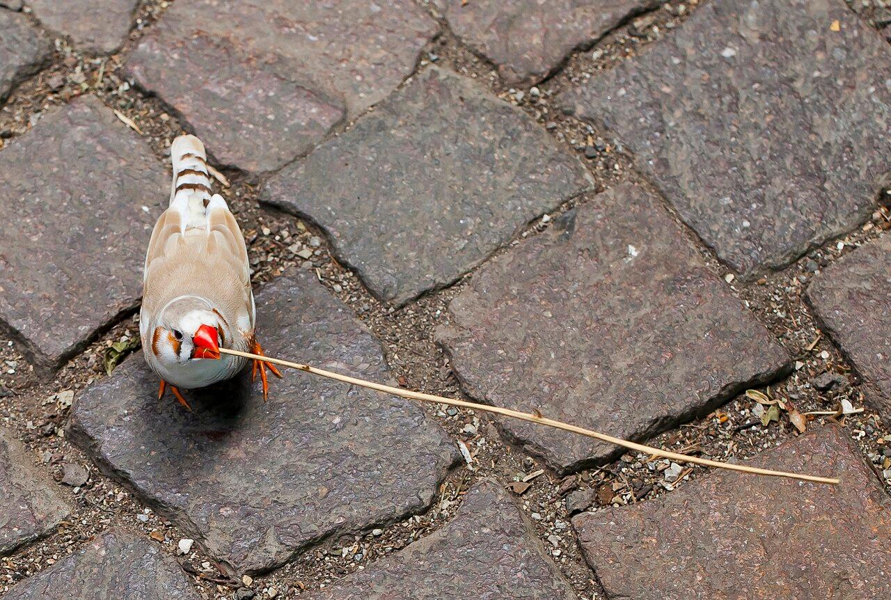Zebra finch perched on a branch.