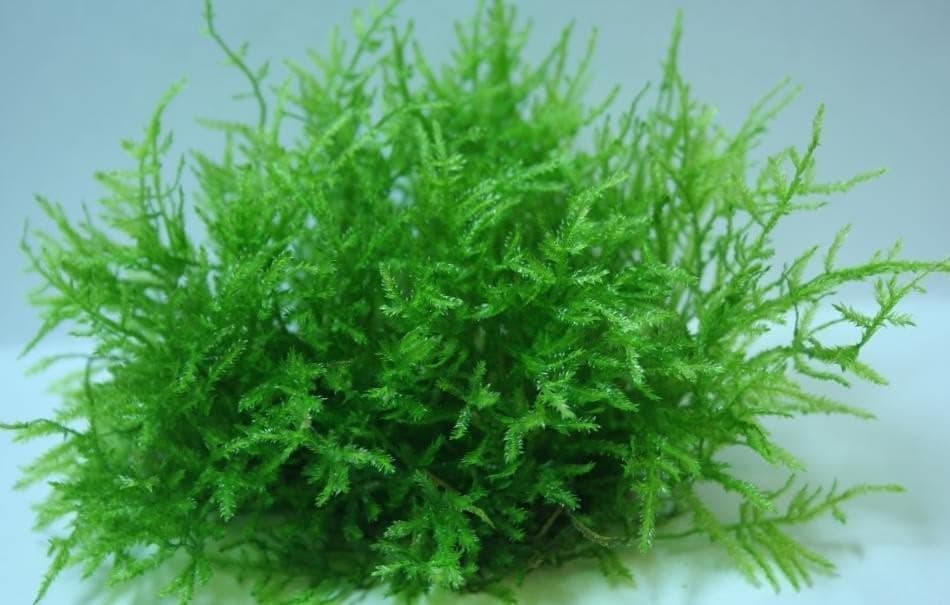 Lush green living java moss attached to stainless steel mesh mat.