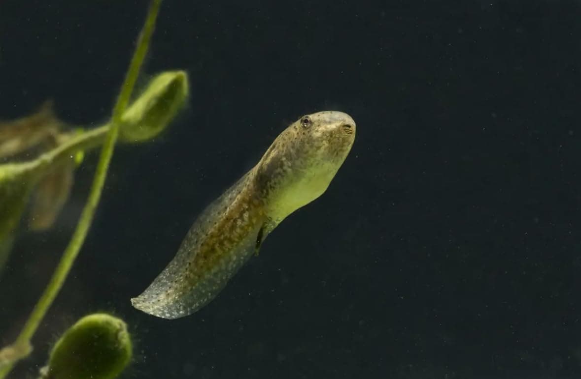 Container of high-protein micro sinking food pellets for aquatic frogs.