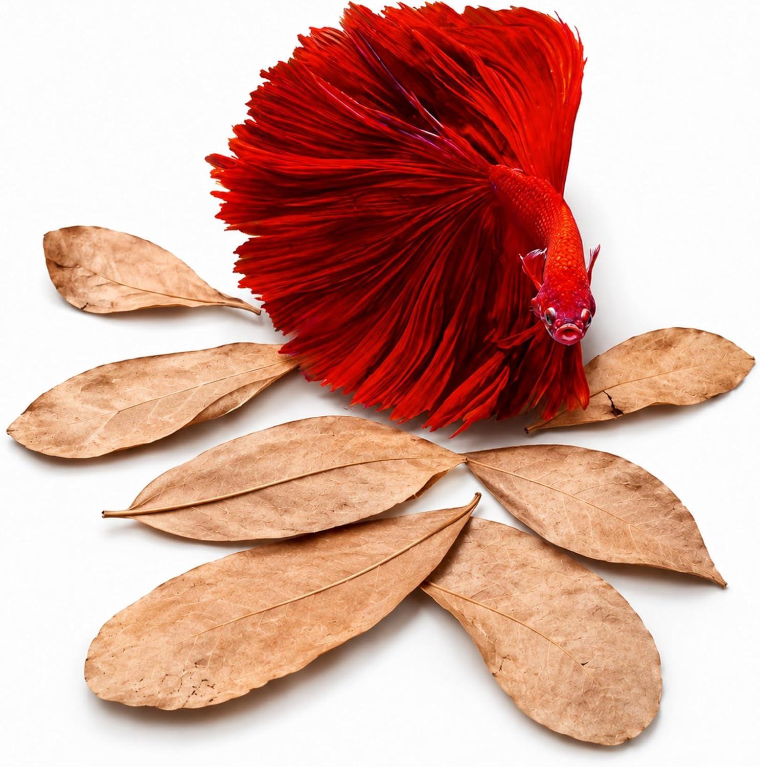 Pack of dried organic brown Indian almond catappa leaves for aquarium tannins.